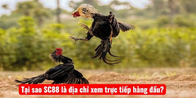 Tại sao SC88 là địa chỉ xem trực tiếp hàng đầu?